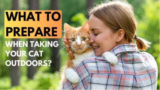 What to Prepare When Taking Your Cat Outdoors